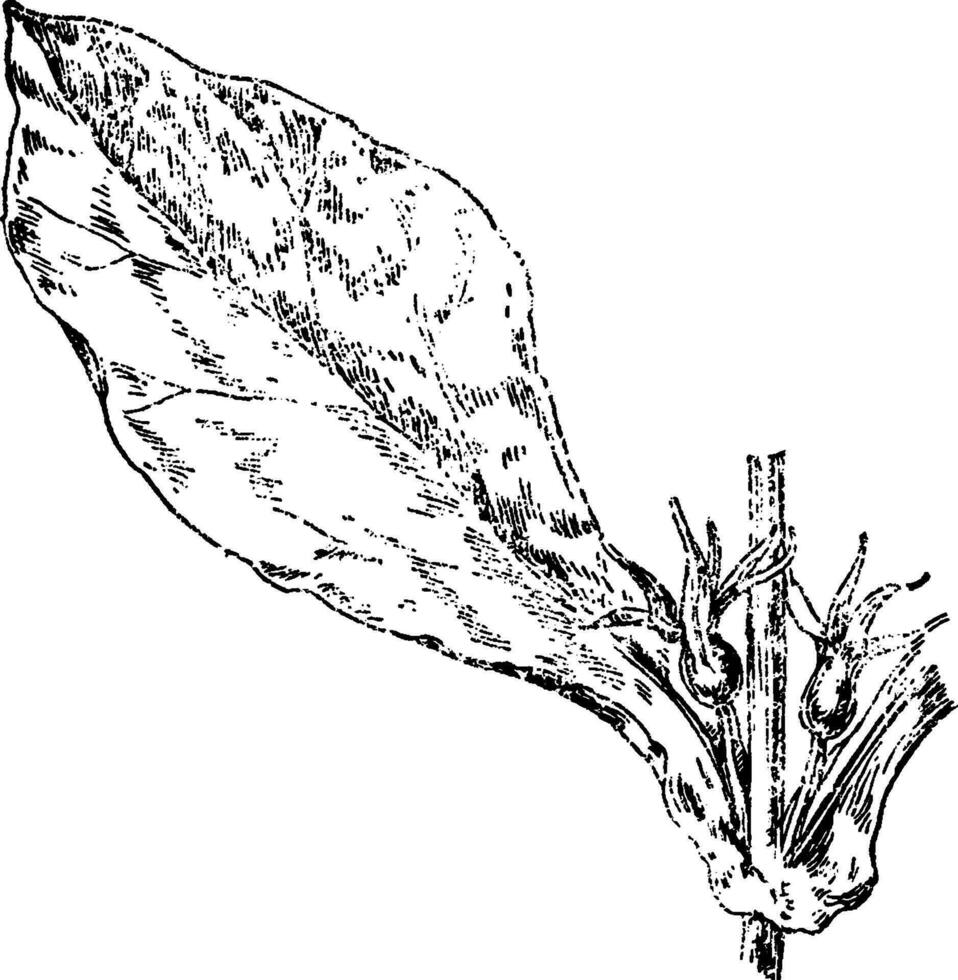 Fieberkraut, Triosteum, perfoliatum, Geißblatt, Caprifoliaceae, Norden, Amerika, Asien Jahrgang Illustration. vektor