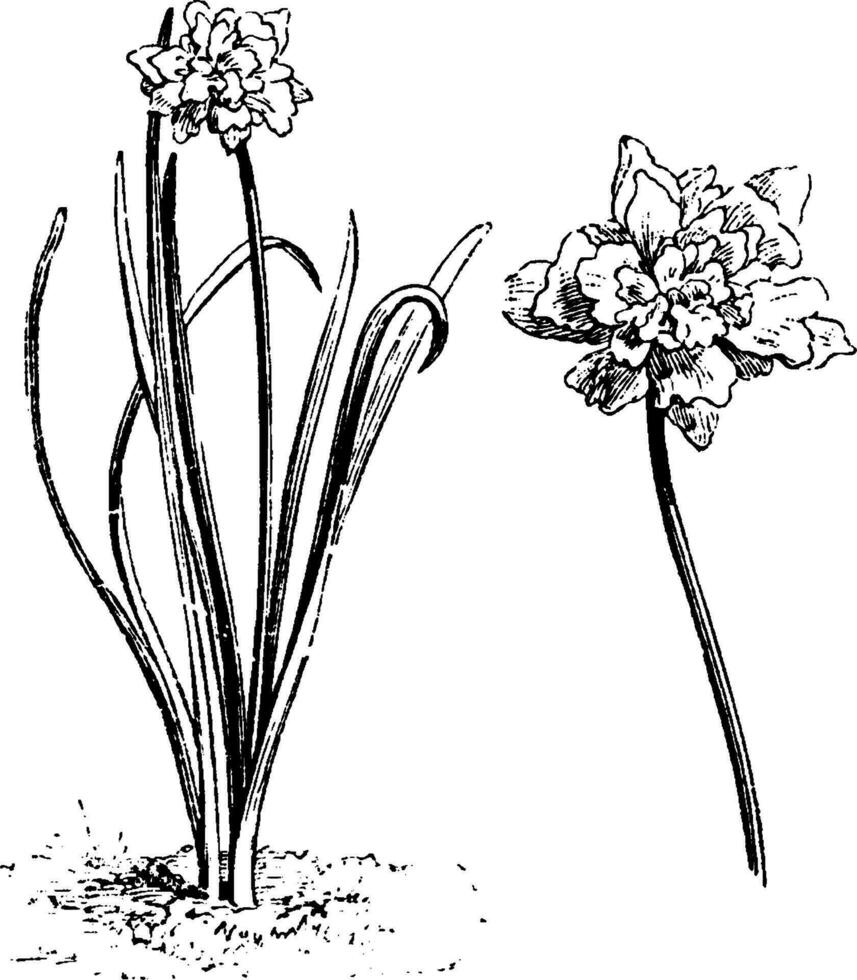 Gewohnheit und freistehend Blume von Narzisse Pseudo-Narzisse Plenum Jahrgang Illustration. vektor