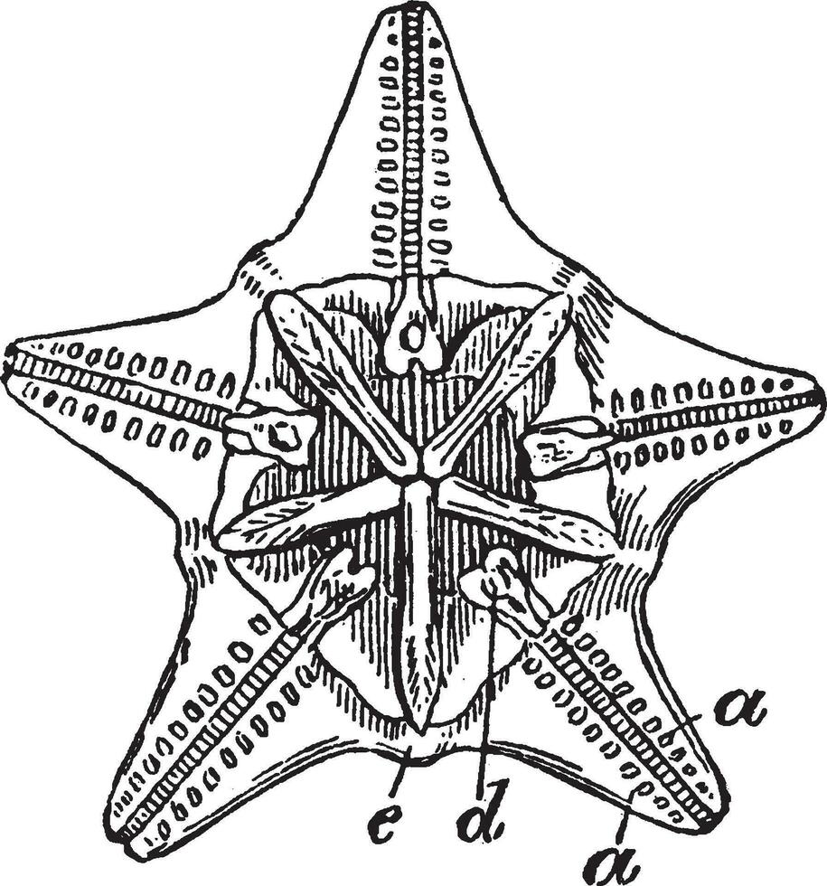 Clypeastrid, årgång illustration. vektor
