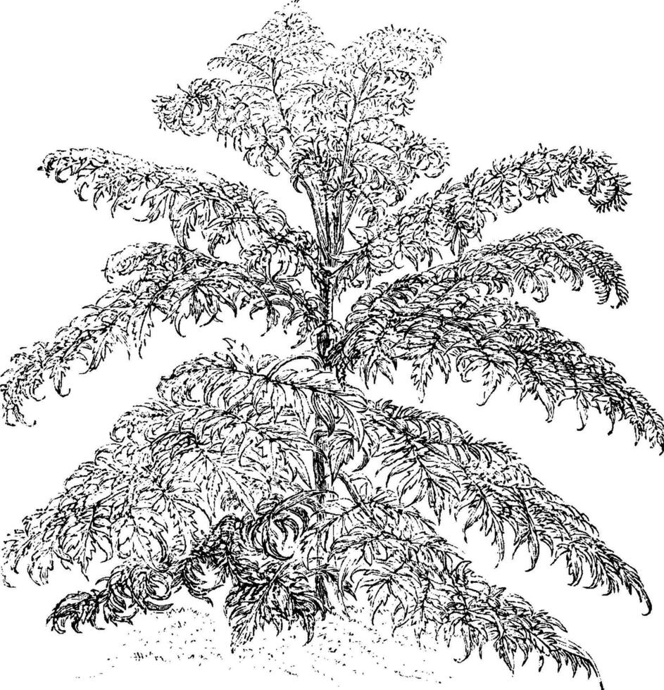 rhus glabra laciniata årgång illustration. vektor