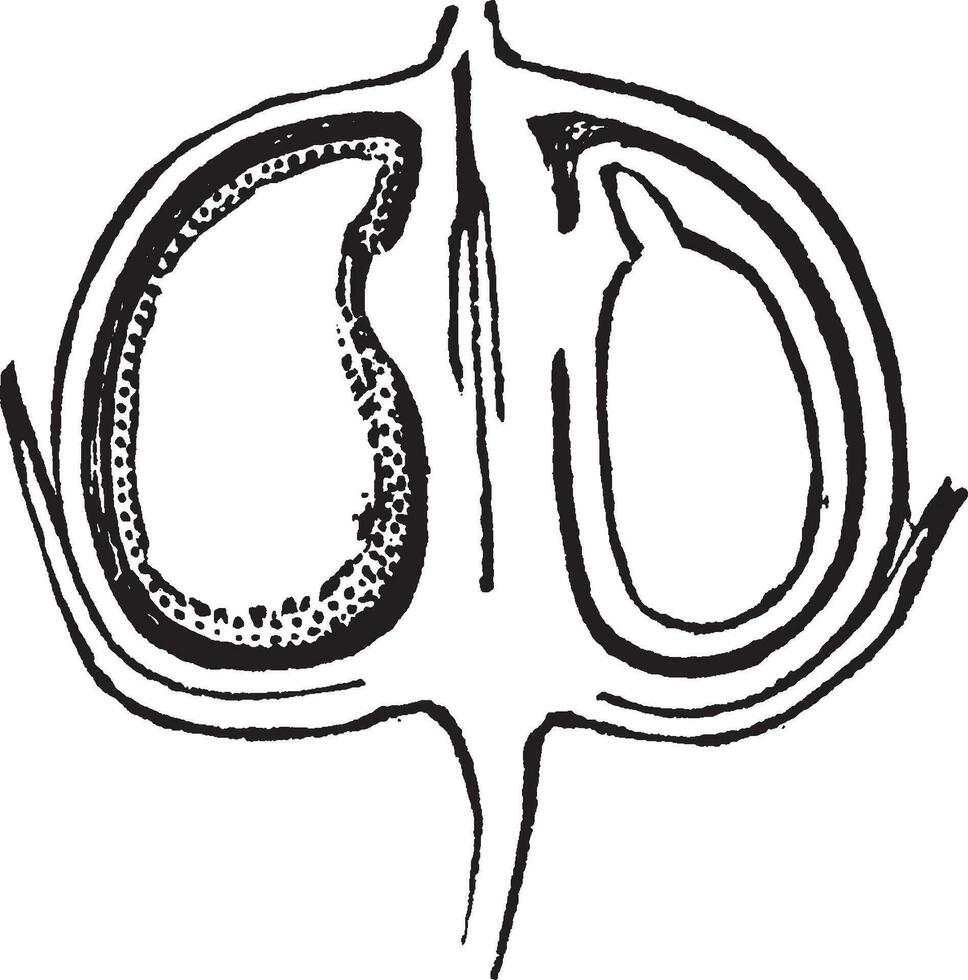 Flachs, Schote, schneiden, Hälfte, längs, Abschnitt, Samen, schneiden, Hälfte, enthalten, Embryo Jahrgang Illustration. vektor