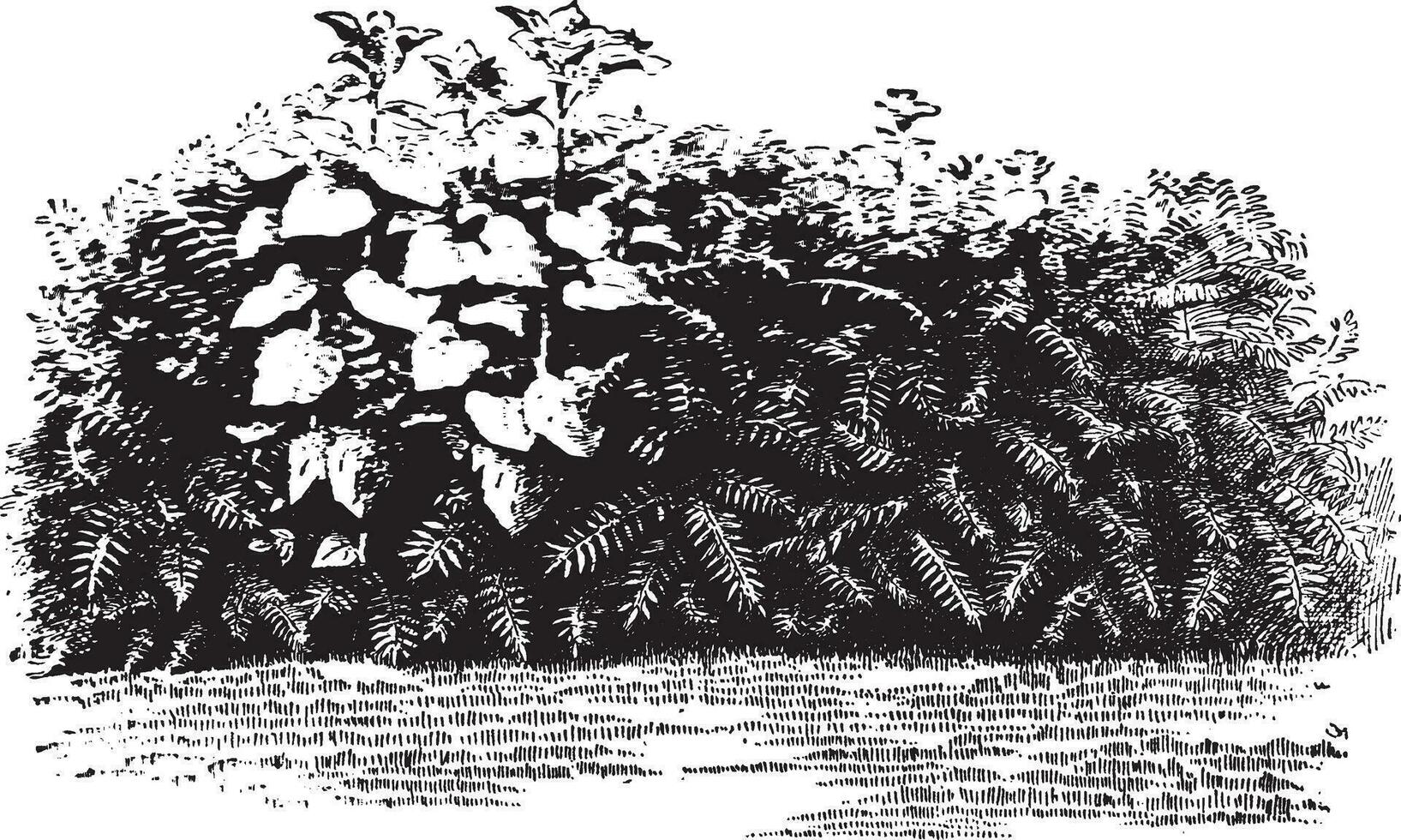 ailanthus und Sonnenblumen Jahrgang Illustration. vektor