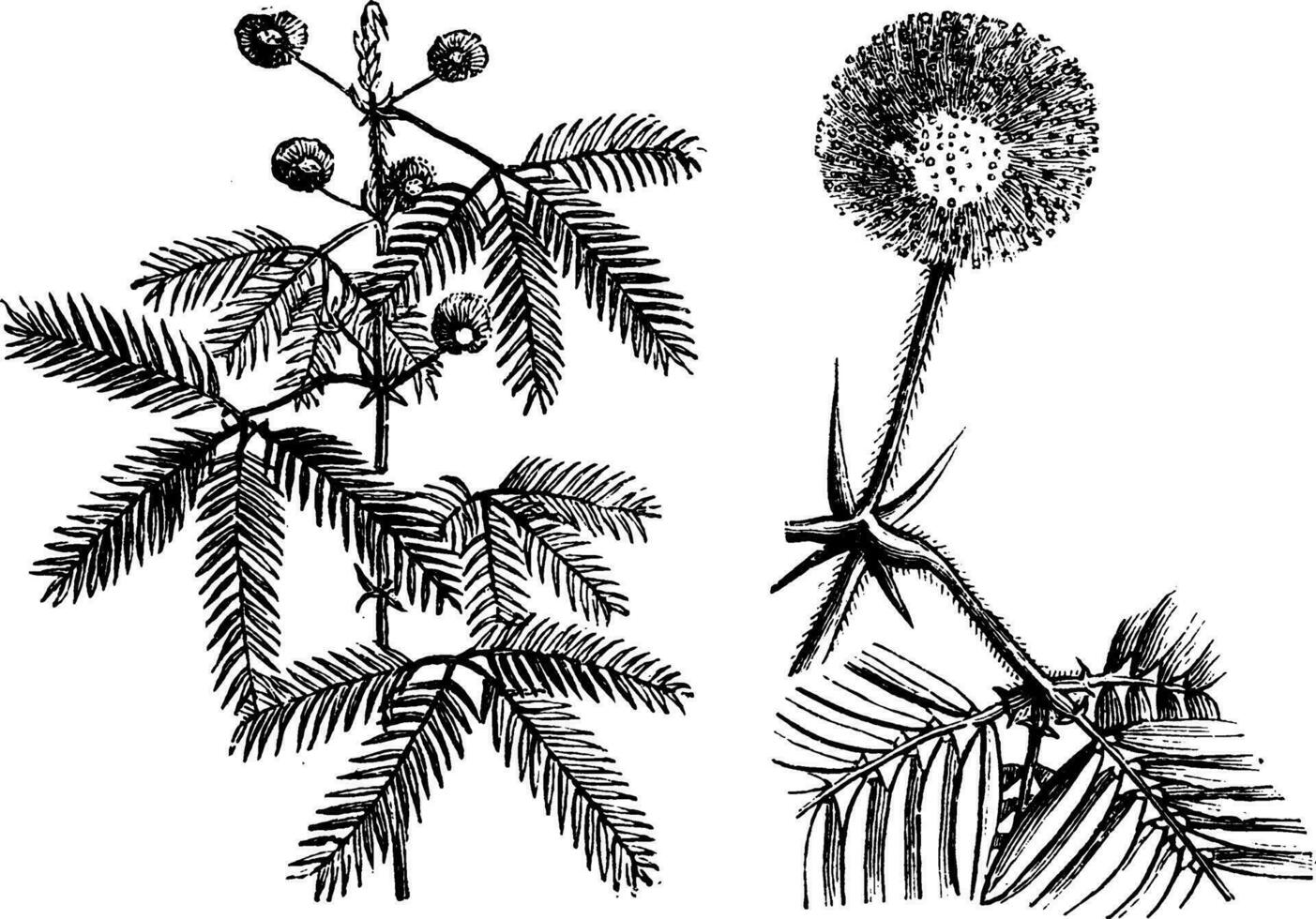 blommande gren, enda blomma huvud, och blad av mimosa pudica årgång illustration. vektor