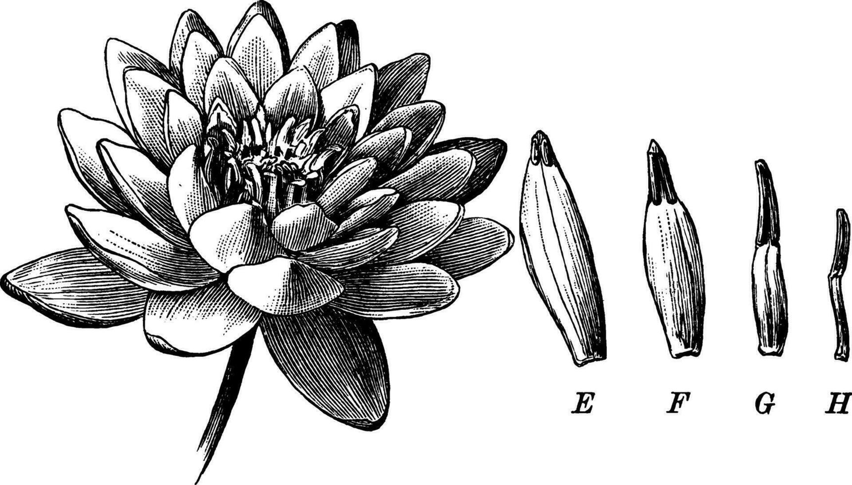 Blütenblätter zu Staubblätter Jahrgang Illustration. vektor