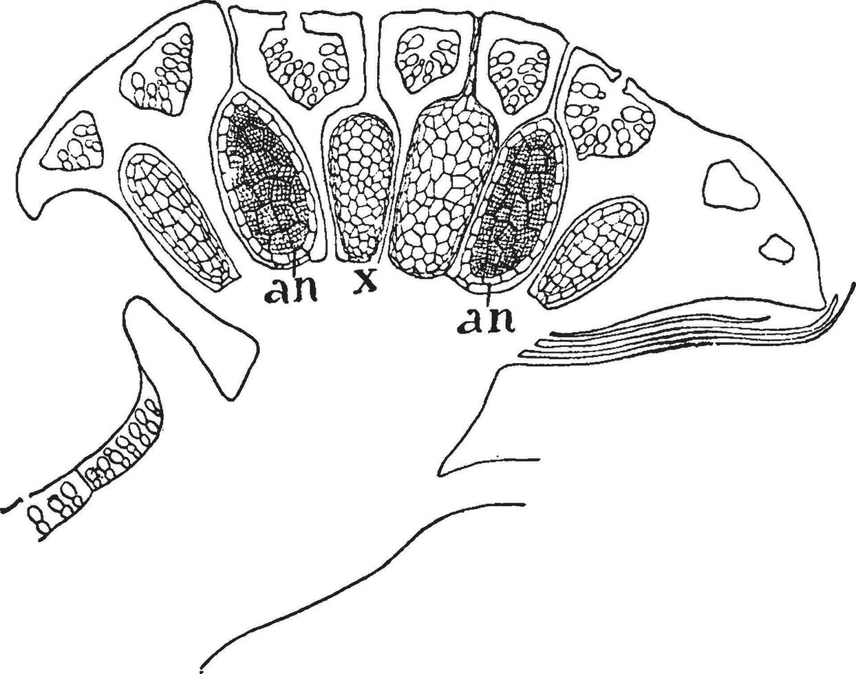 antheridial Ast Jahrgang Illustration. vektor