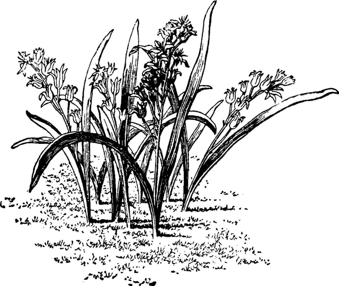 scillia, Blätter, Bifolia, Rosa, Blau Jahrgang Illustration. vektor