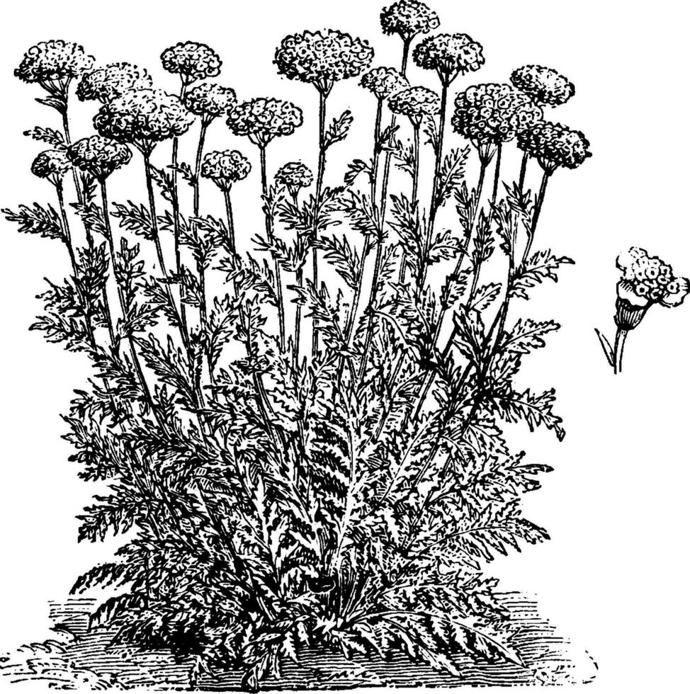 achillea eupatorium blommor årgång illustration. vektor