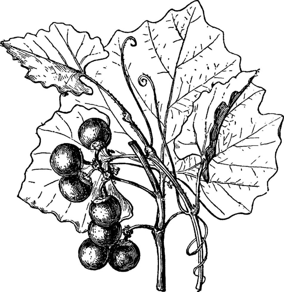 Vitis capensis Jahrgang Illustration. vektor