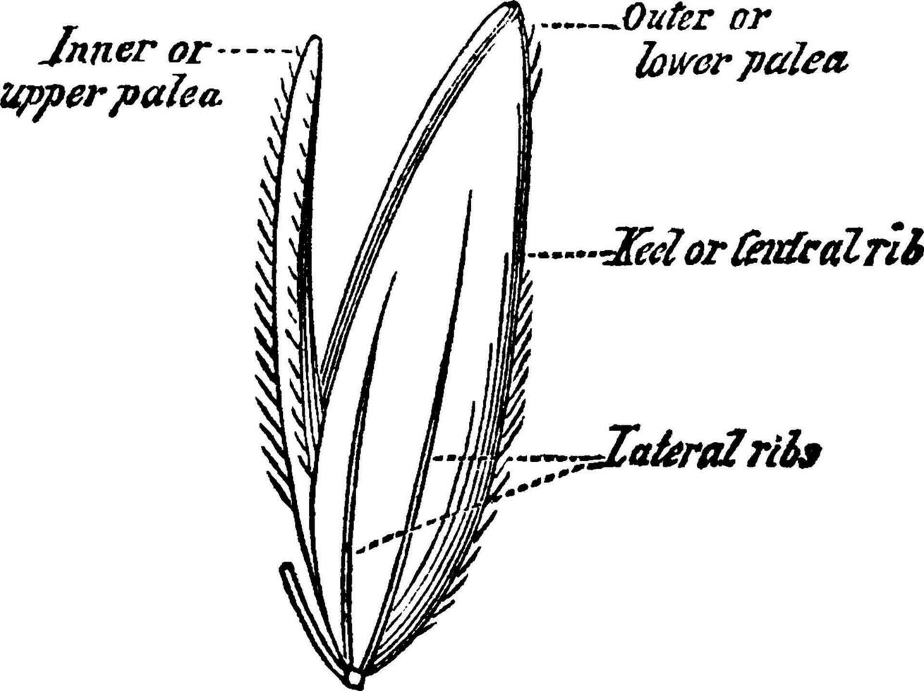 årlig spjut gräs årgång illustration. vektor