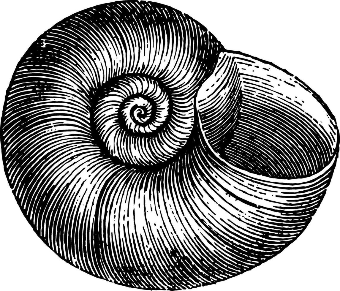 planorbis corneus årgång illustration. vektor