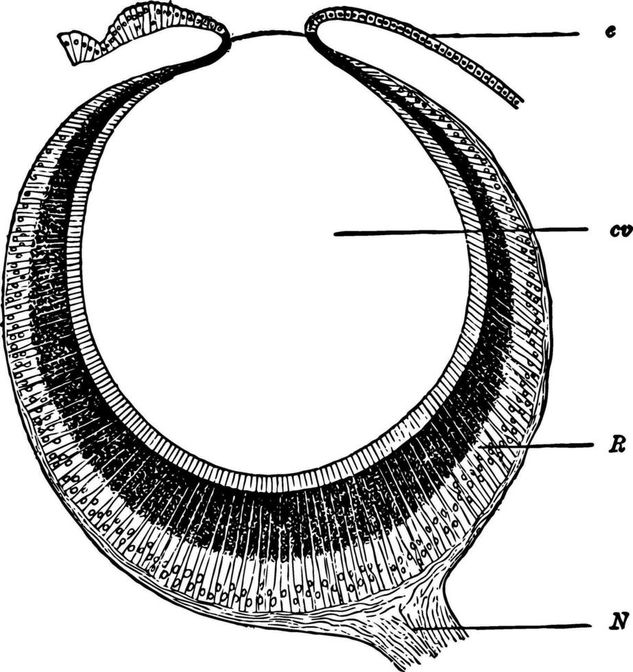 Auge von Wasserkäfer Jahrgang Illustration. vektor