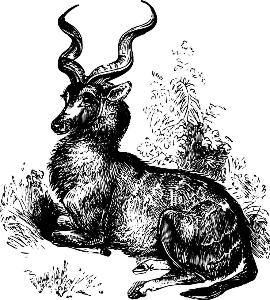 kudu årgång illustration. vektor