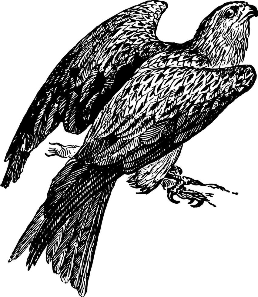 europeisk drake, årgång illustration. vektor