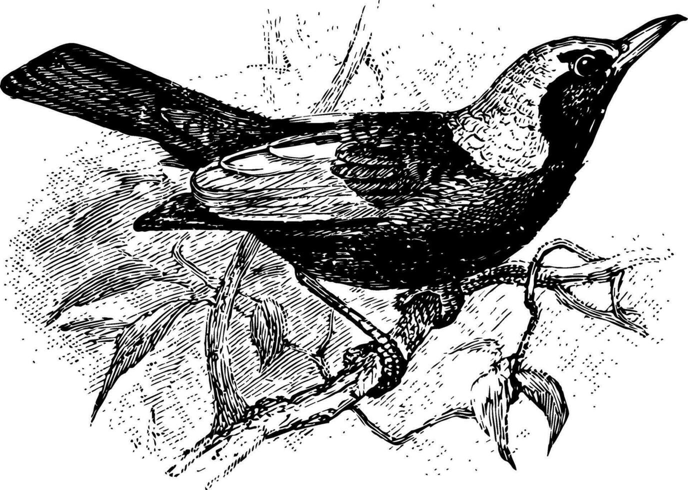 regent Bowerbird årgång illustration. vektor