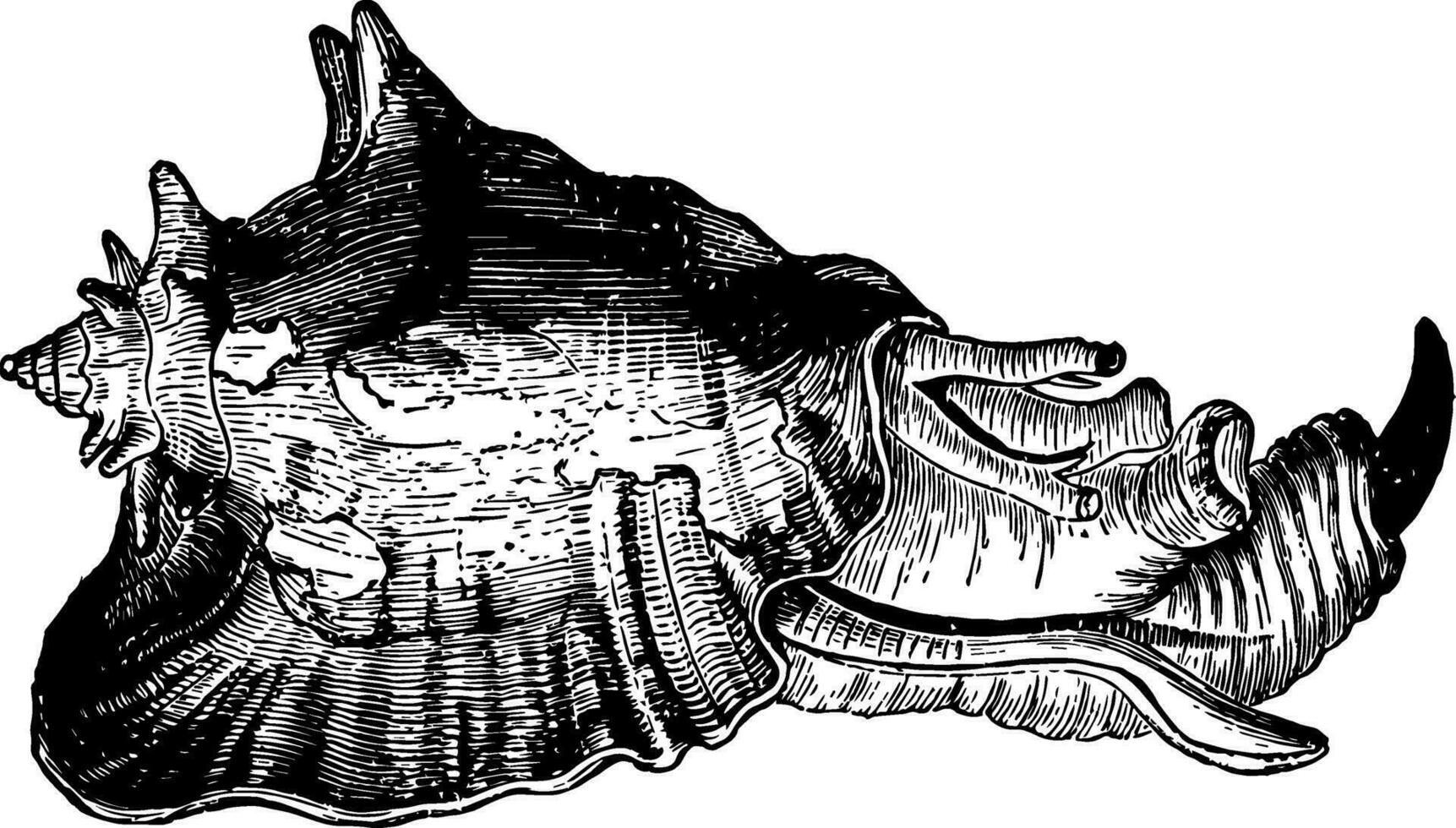 strombus gigas med de djur- årgång illustration. vektor