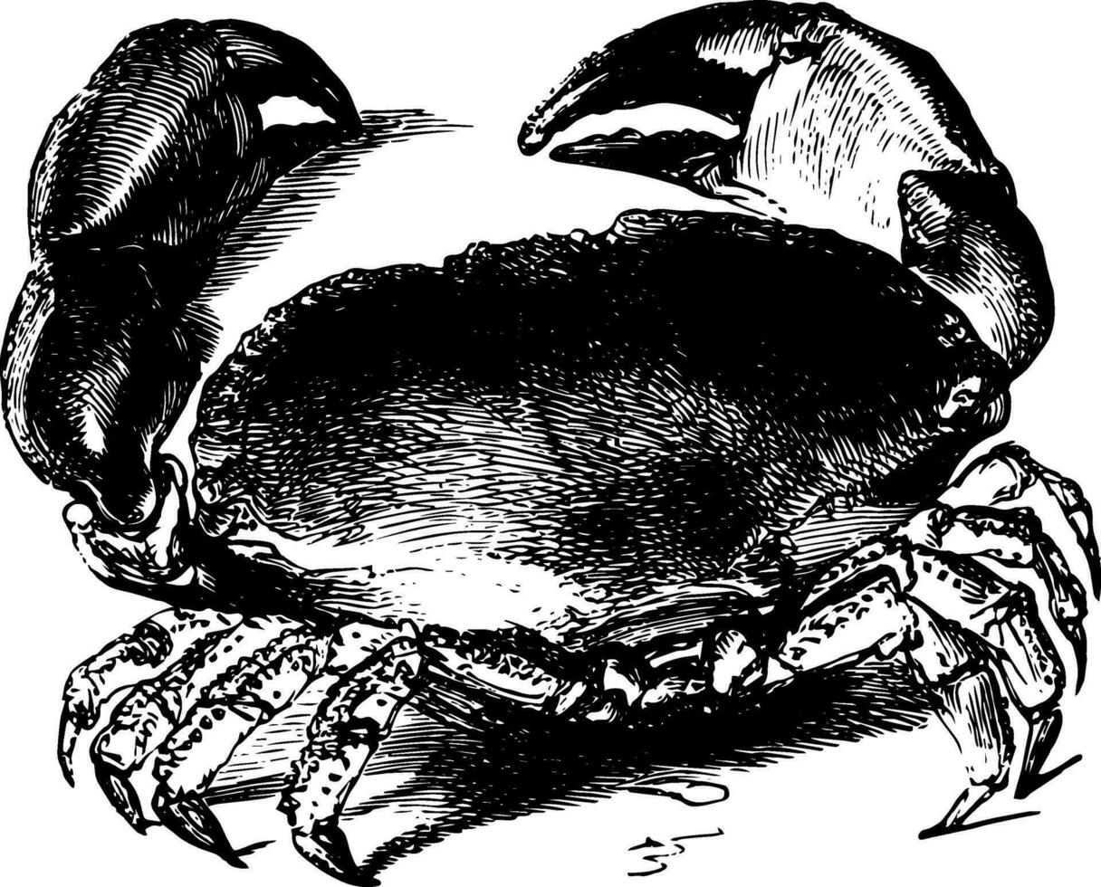essbar Krabbe Jahrgang Illustration. vektor