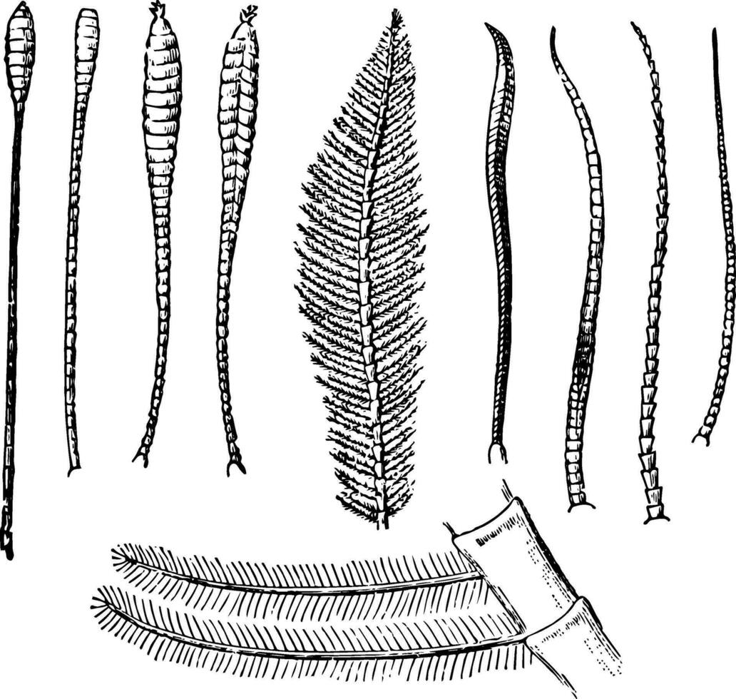 Antennen von Schmetterlinge Jahrgang Illustration. vektor