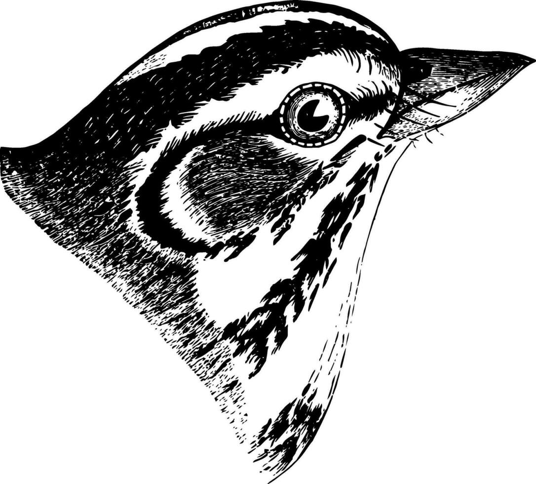 Lerche Spatz Jahrgang Illustration. vektor