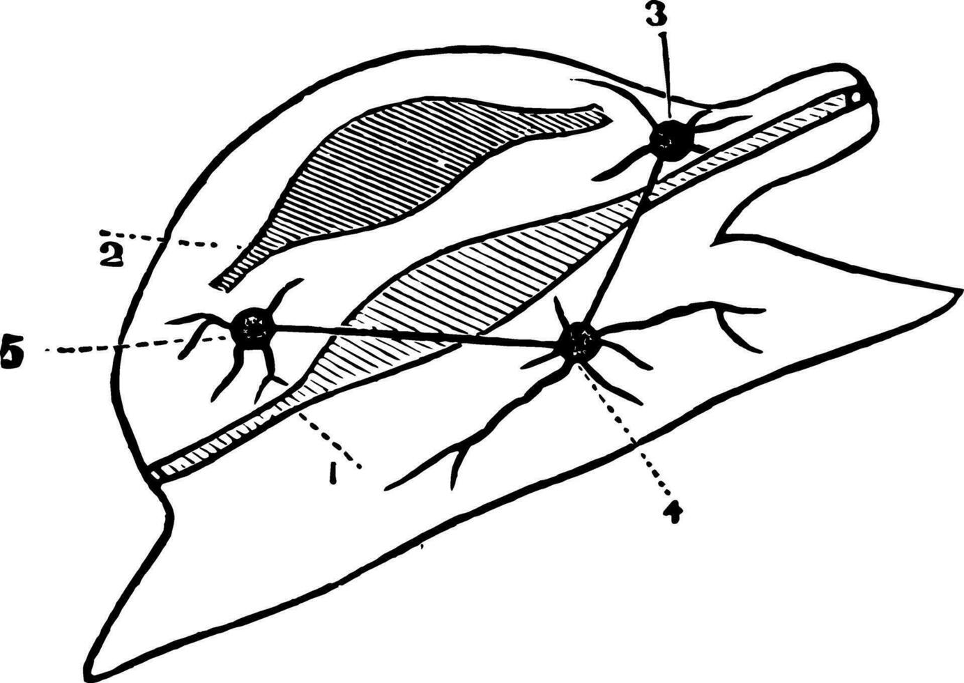 diagram av en mollusker årgång illustration. vektor