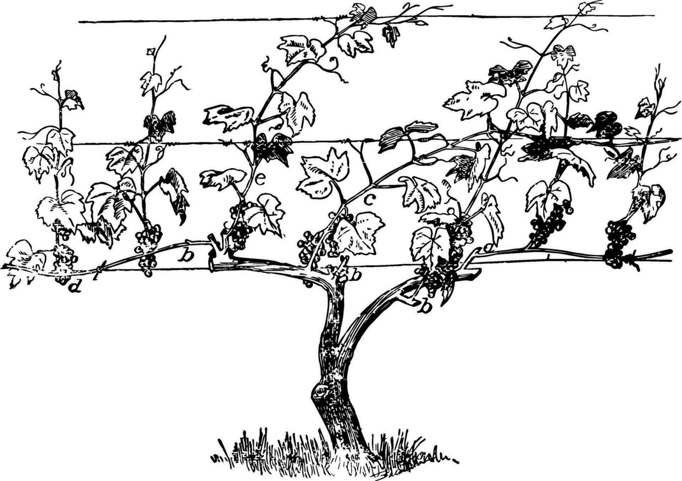 horizontal Arm Sporn System Jahrgang Illustration. vektor