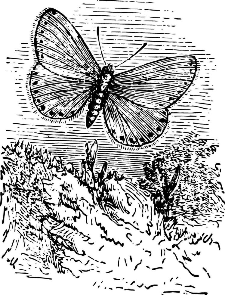 lycaena egon årgång illustration. vektor