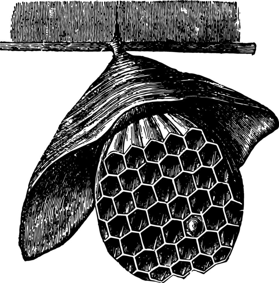 hängande bålgeting bo årgång illustration. vektor