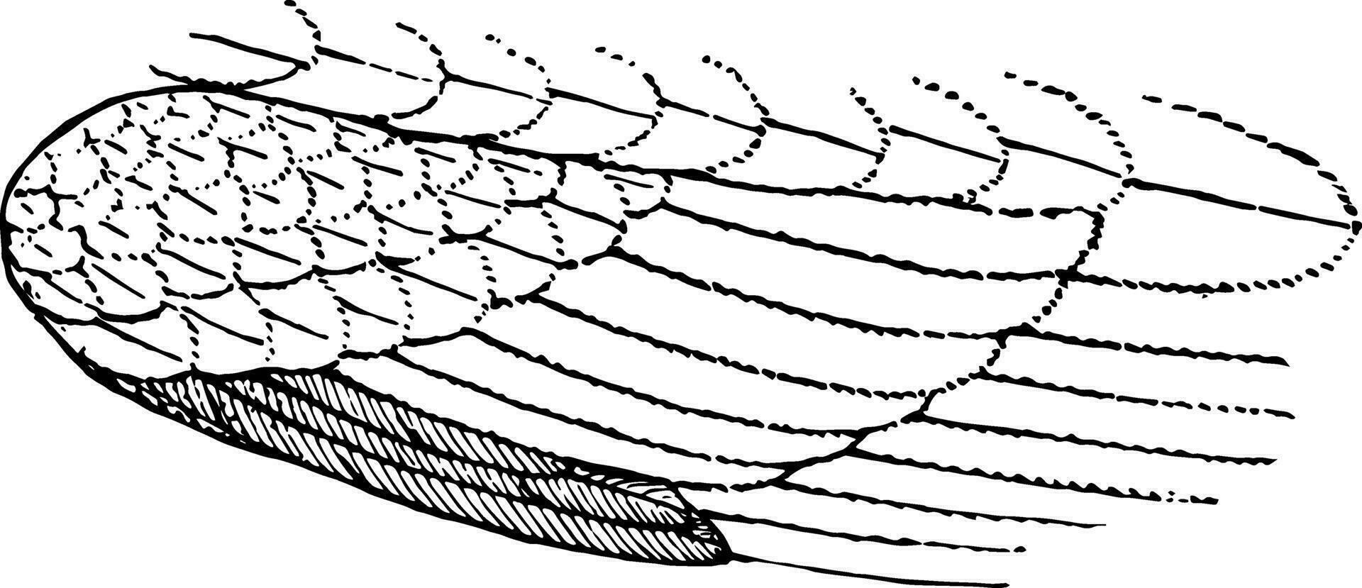 alula årgång illustration. vektor