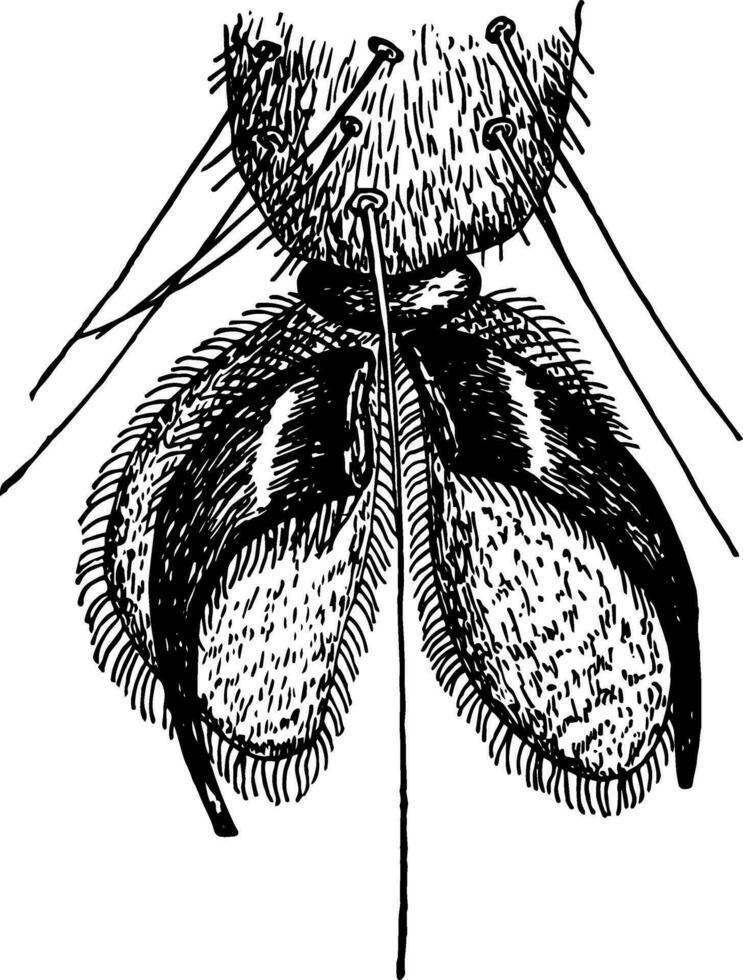 das Fuß von ein fliegen Jahrgang Illustration. vektor