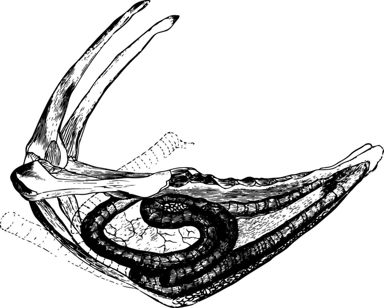 kikar kran luftrör årgång illustration. vektor