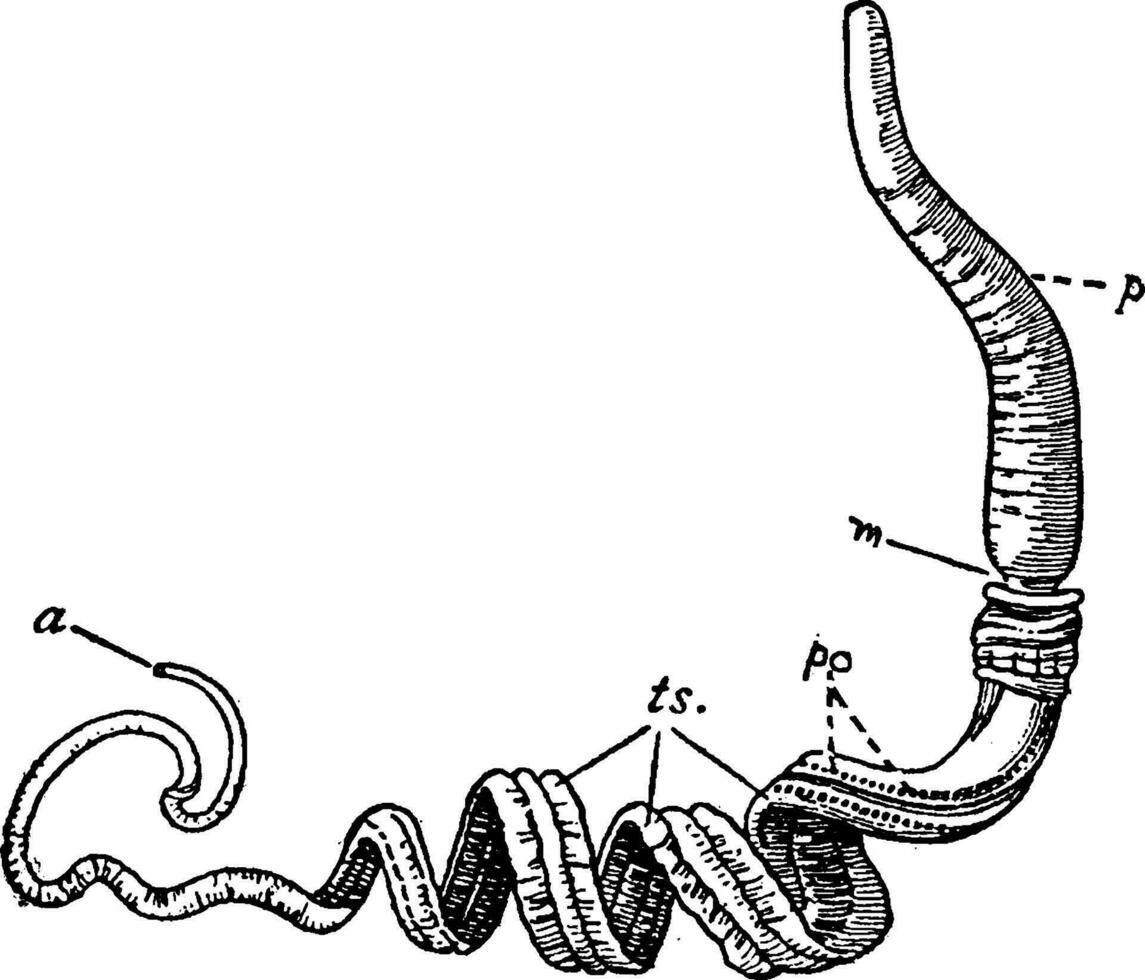 balanoglossus, årgång illustration. vektor