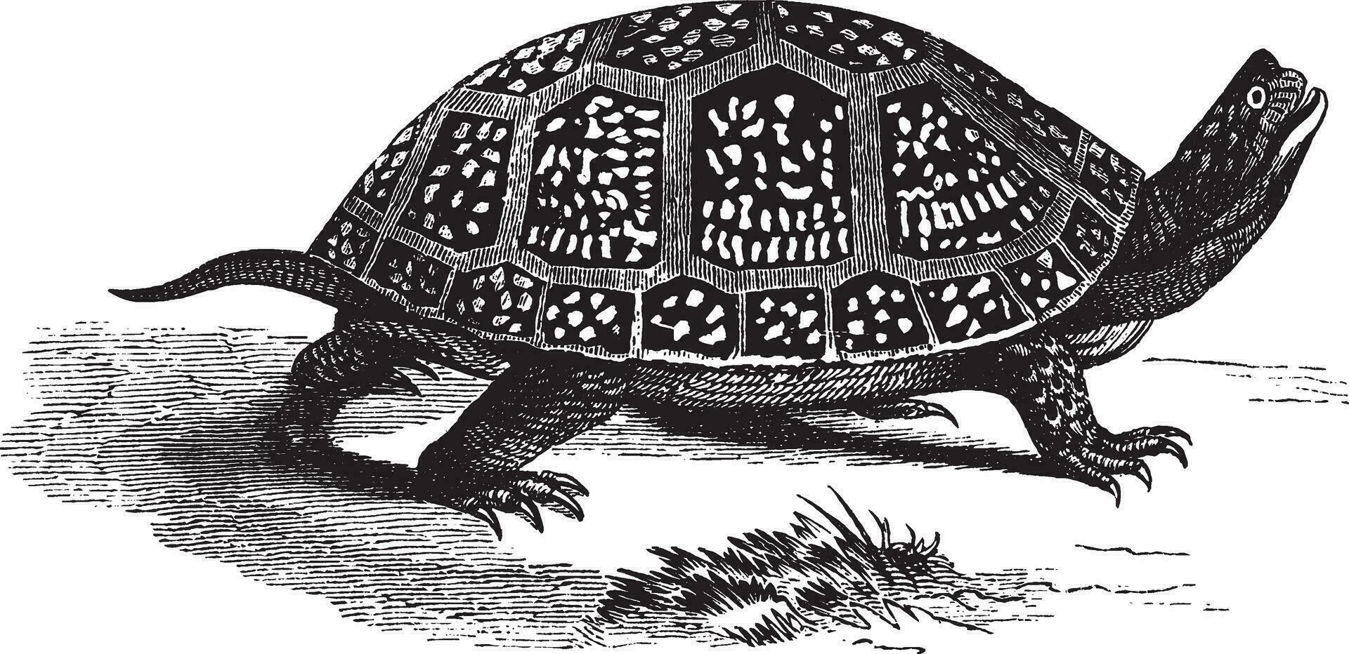 langweilig Box Schildkröte, Jahrgang Illustration. vektor