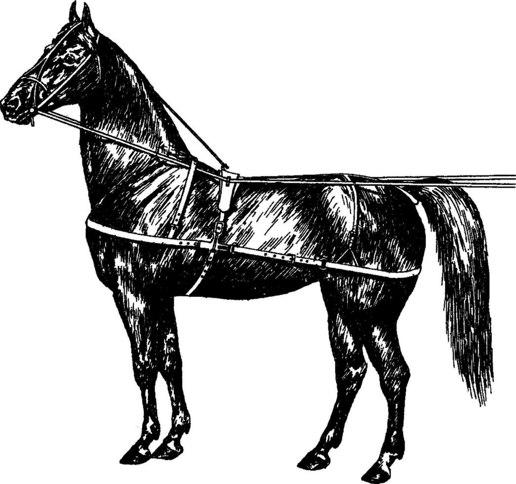original- använda sig av häst sele, årgång illustration. vektor