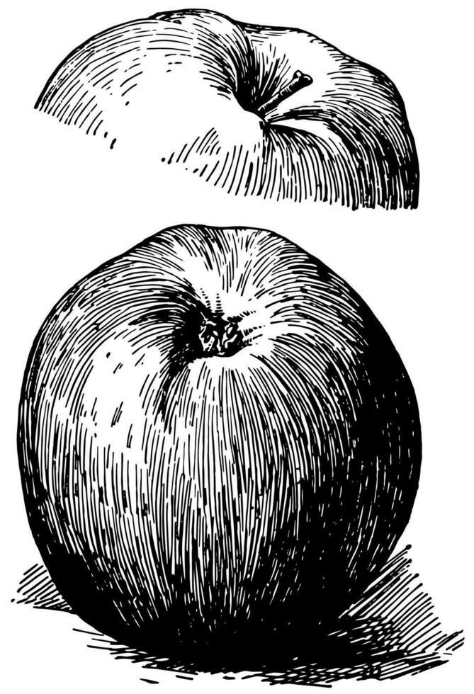 esopus äpple årgång illustration. vektor