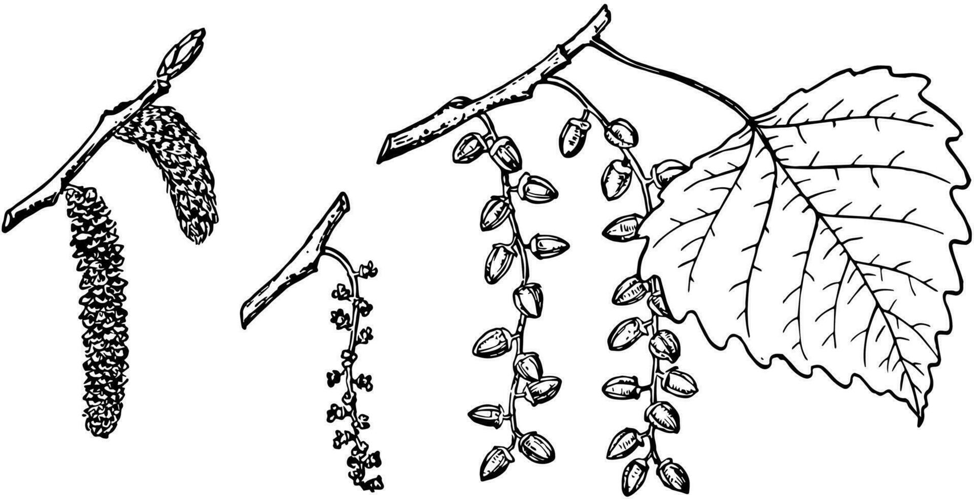 gren av främont bomullsträ årgång illustration. vektor