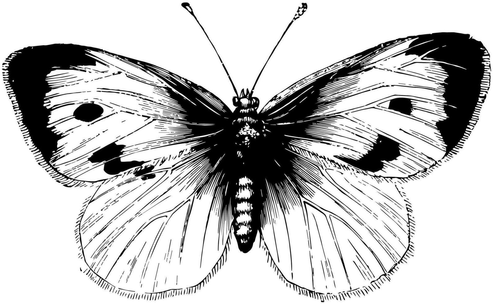 stor vit kål fjäril, årgång illustration. vektor