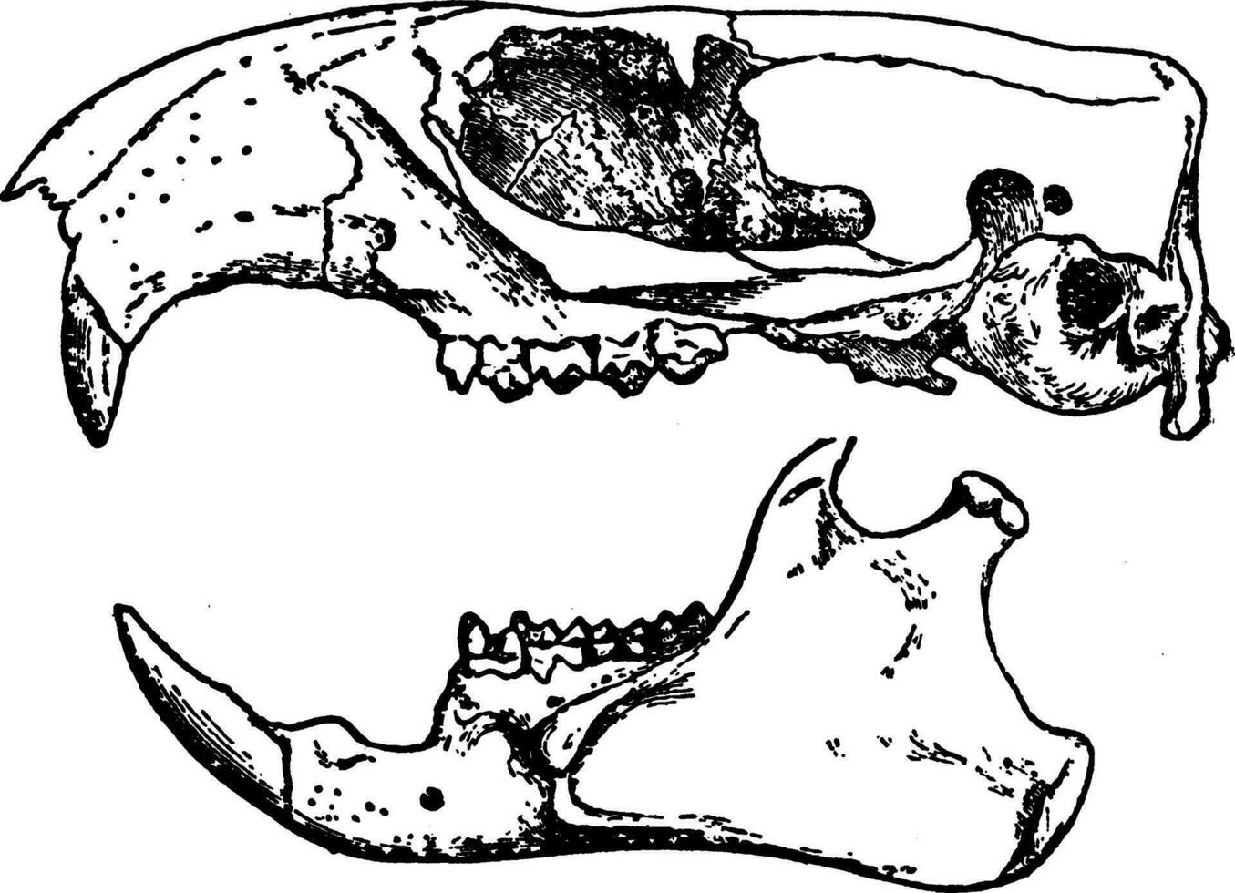 arciomys monax, årgång illustration. vektor