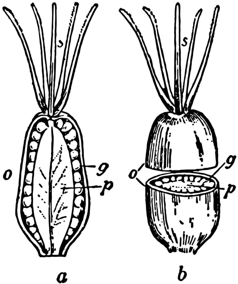 Cashew Baum Jahrgang Illustration. vektor