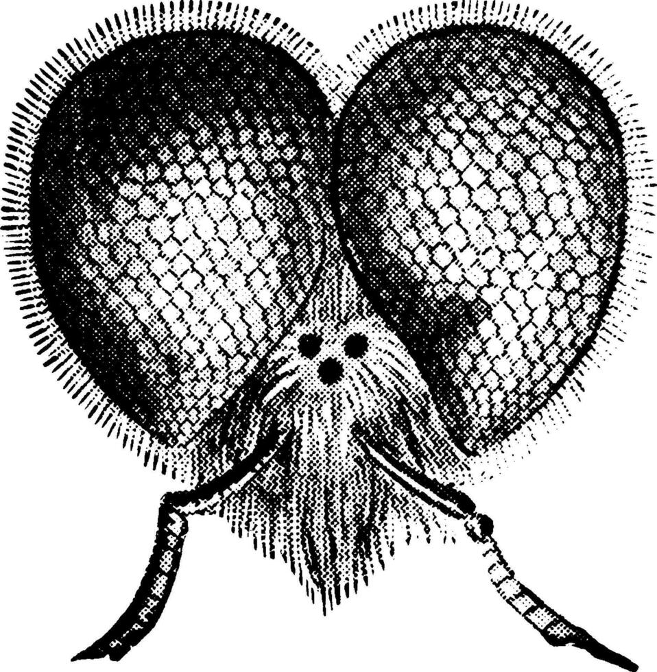 Biene Kopf, Jahrgang Illustration. vektor