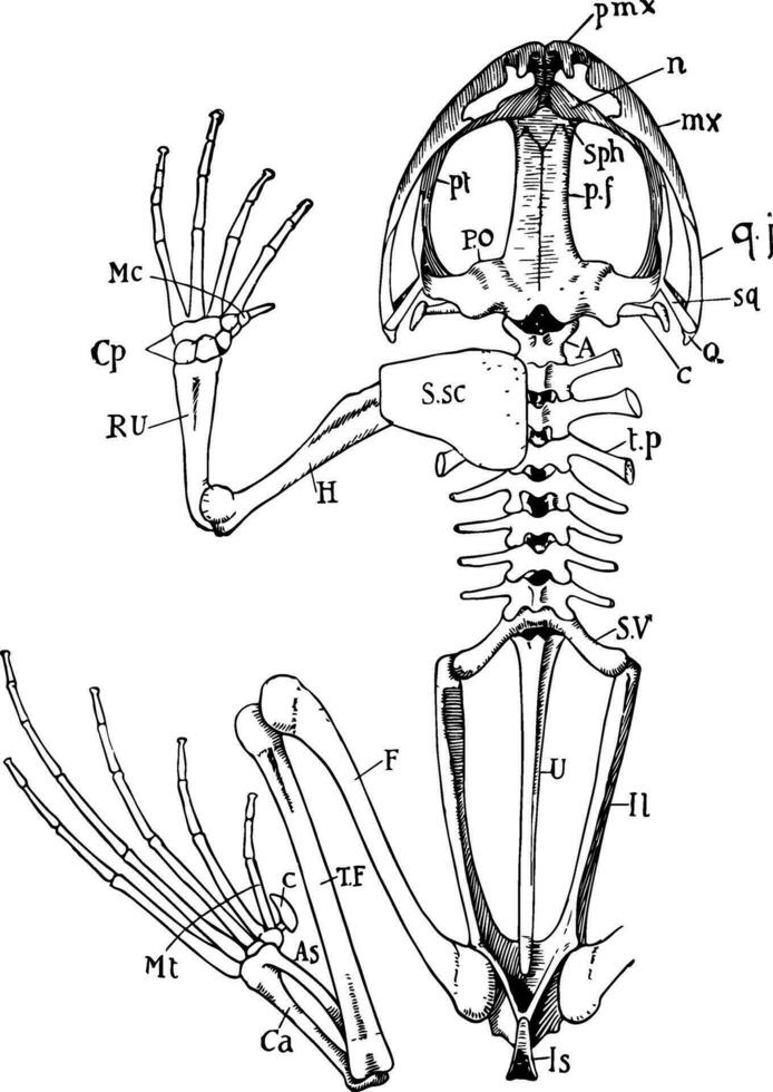 Froschskelett, Vintage Illustration vektor