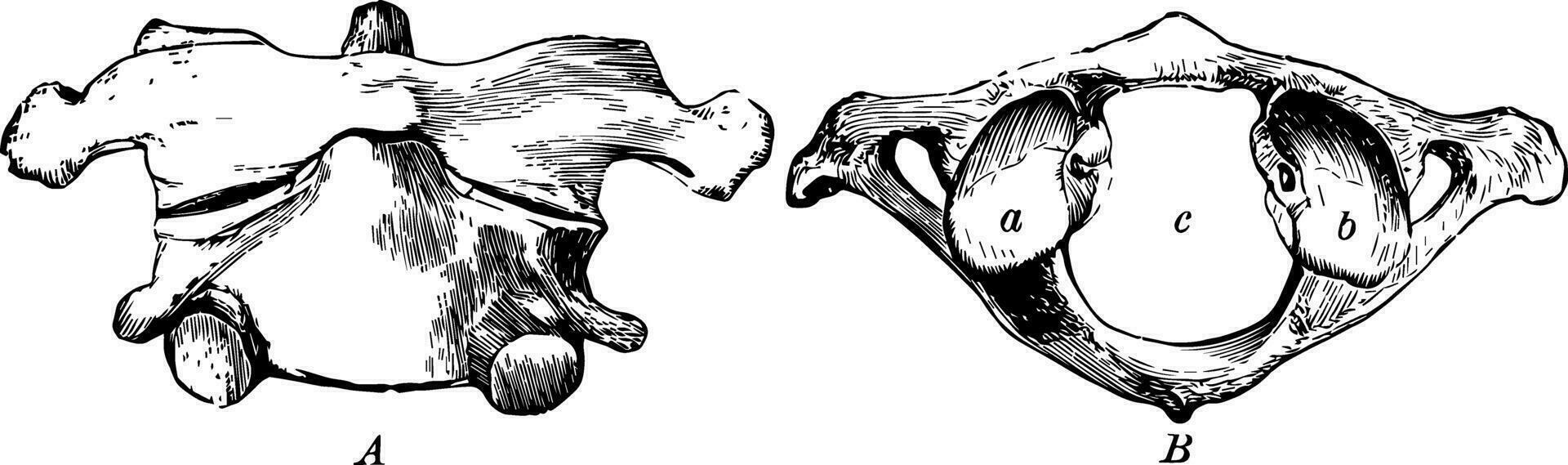 das zuerst und zweite zervikal Wirbel, Jahrgang Illustration. vektor