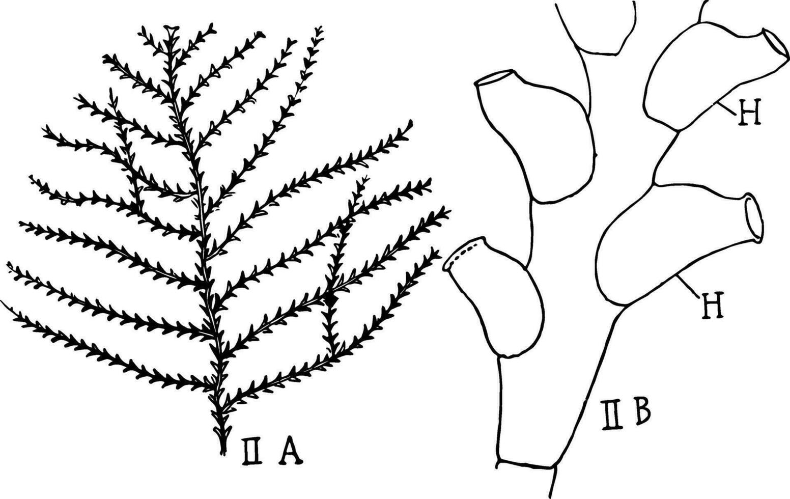 sertularia hydroid, årgång illustration. vektor