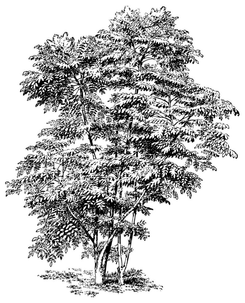 aralia Chinensis Jahrgang Illustration. vektor