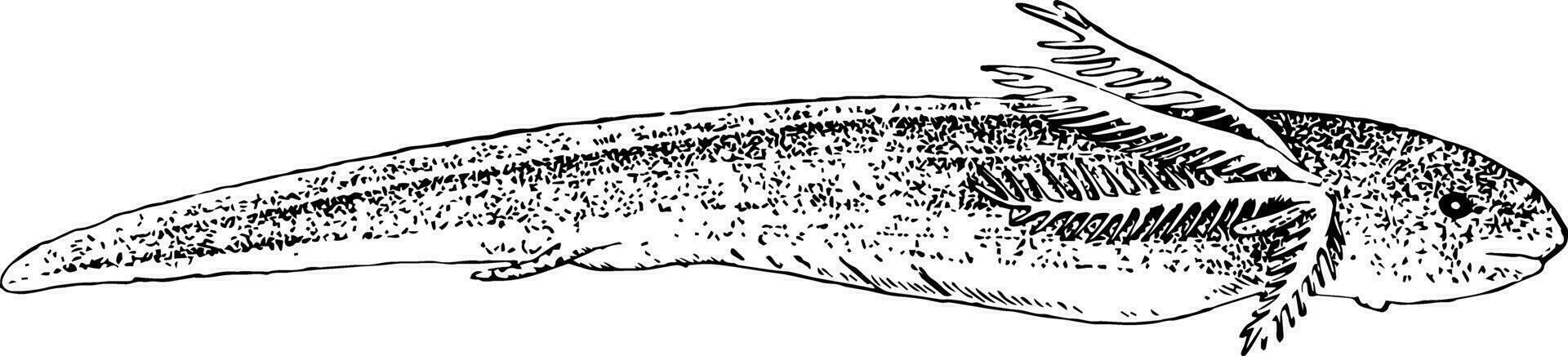 söder amerikan lungfisk larv, årgång illustration. vektor