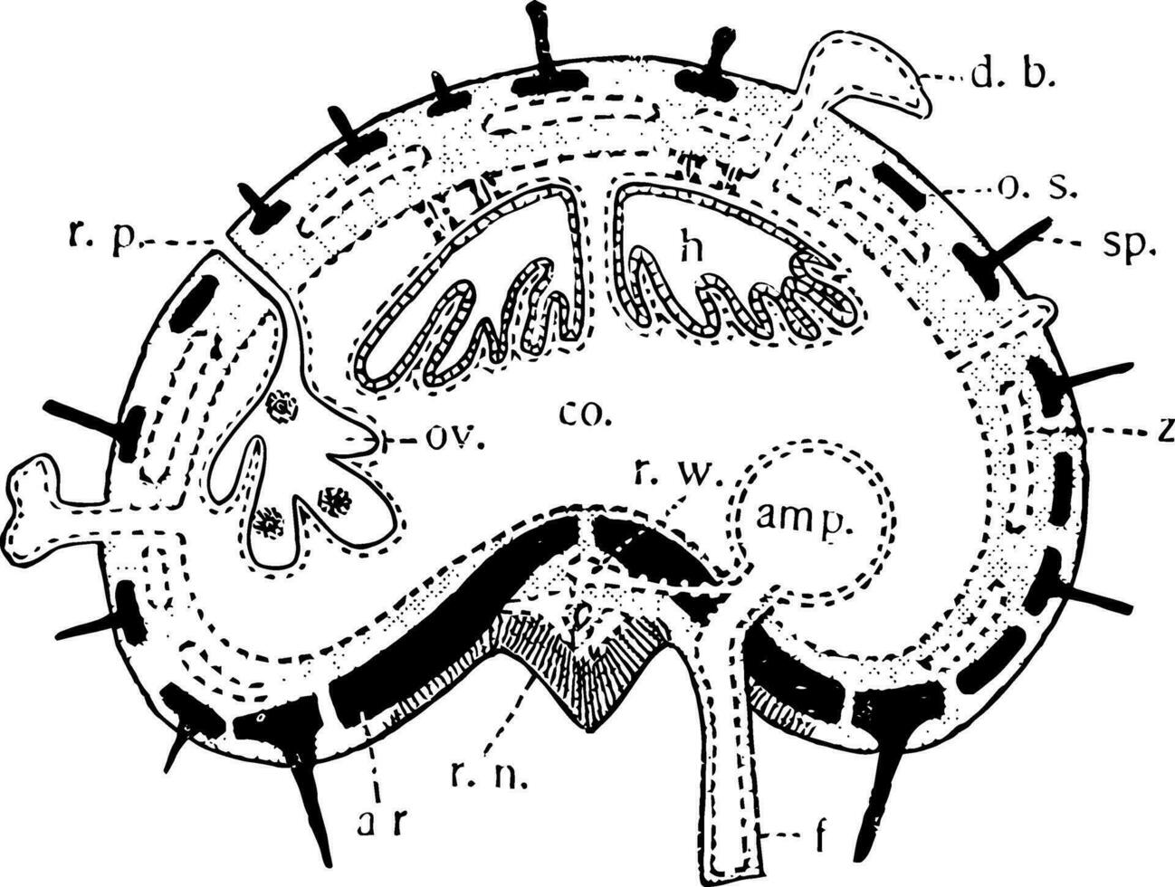 sjöstjärna ärm sektion, årgång illustration vektor