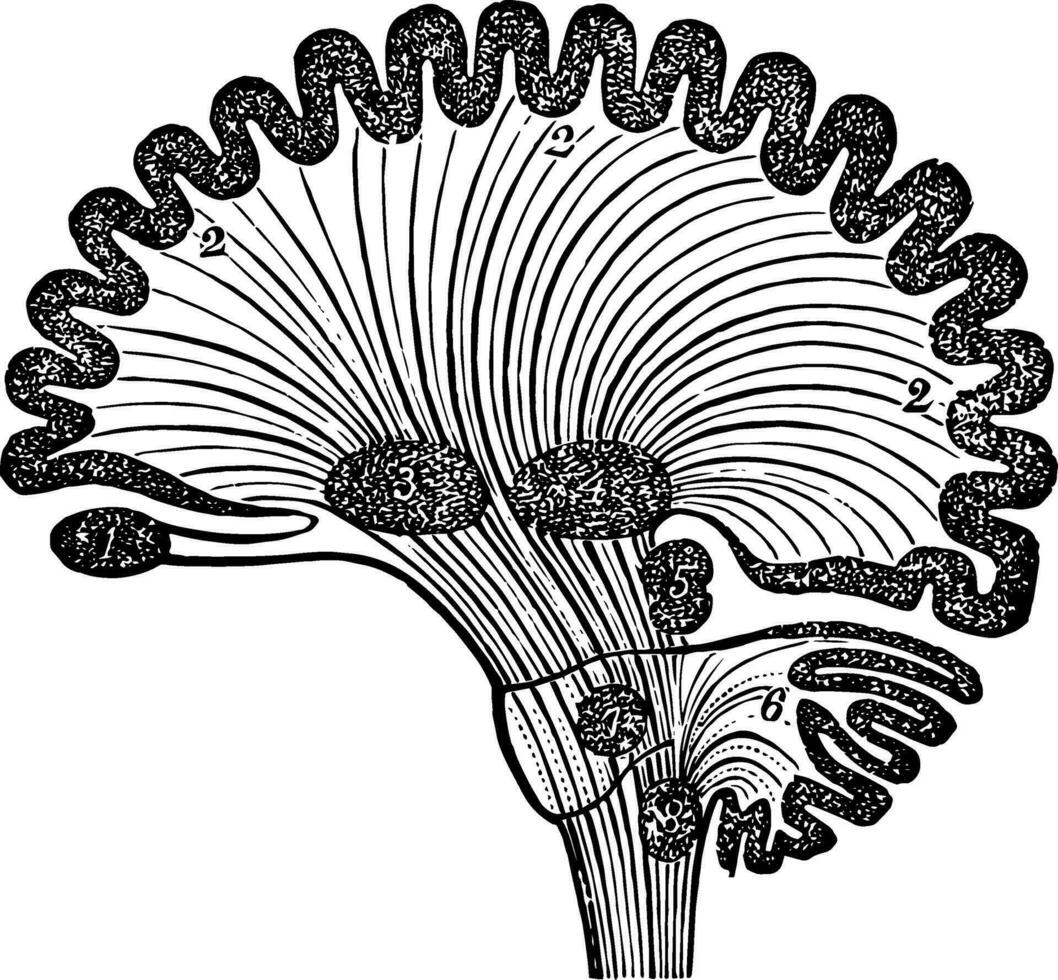 diagram av mänsklig hjärna i vertikal sektion, årgång illustration vektor