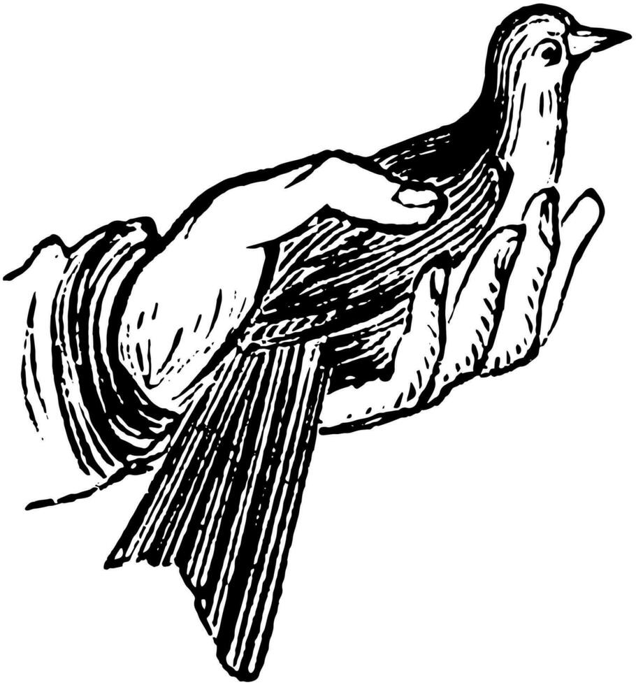 fågel i hand, årgång illustration. vektor