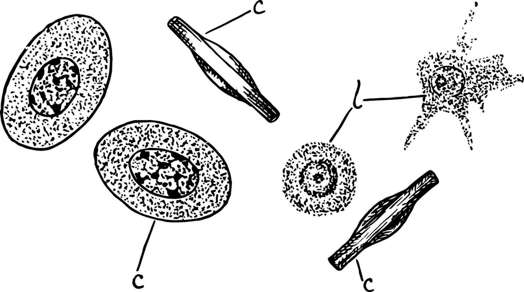 blod blodkroppar, årgång illustration vektor