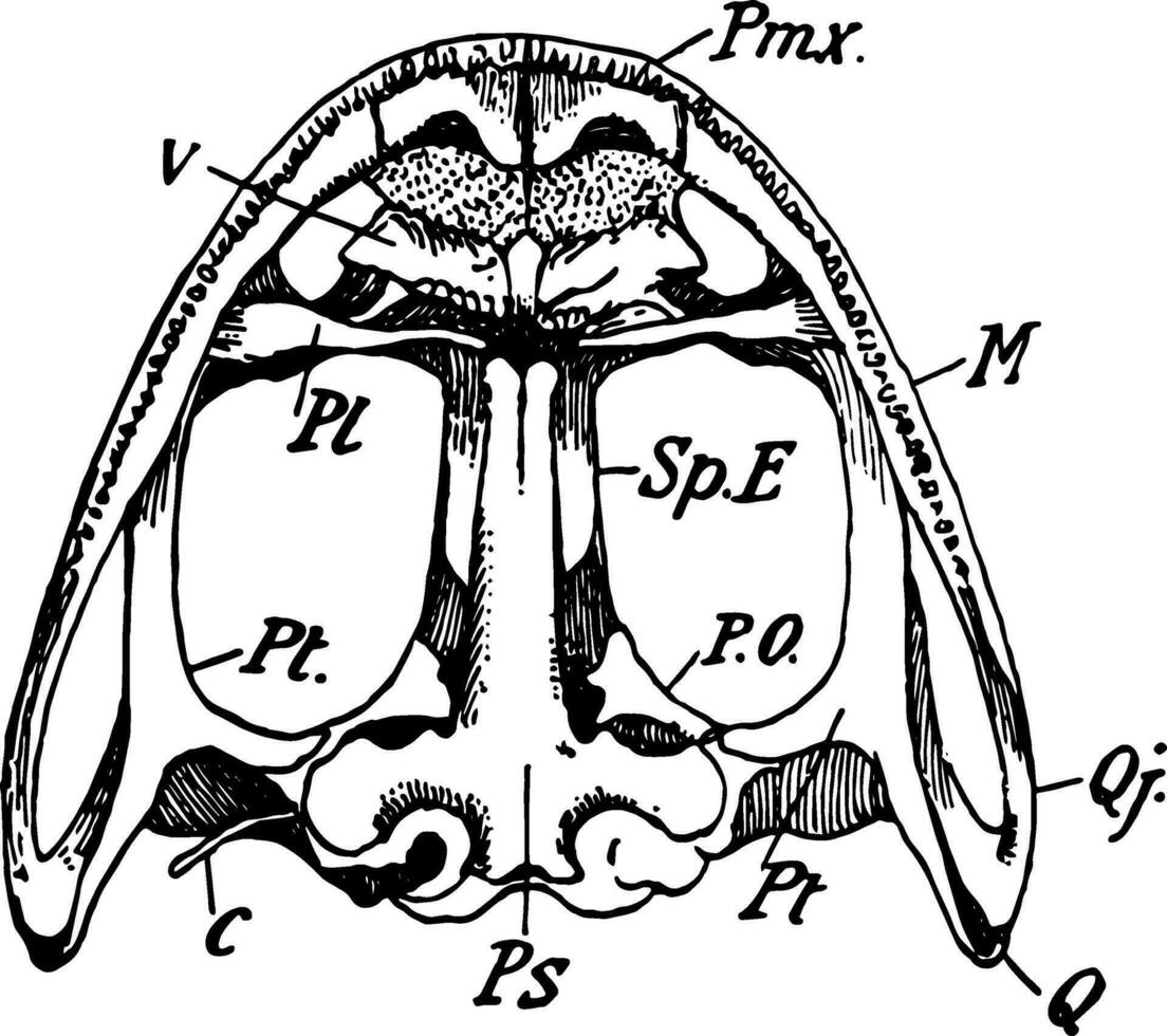 niedriger Oberfläche von Frosch Schädel, Jahrgang Illustration vektor