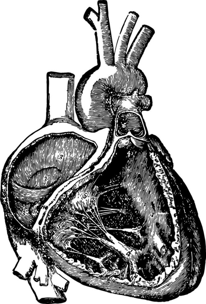 Herz Hohlräume und Ventile, Jahrgang Illustration. vektor