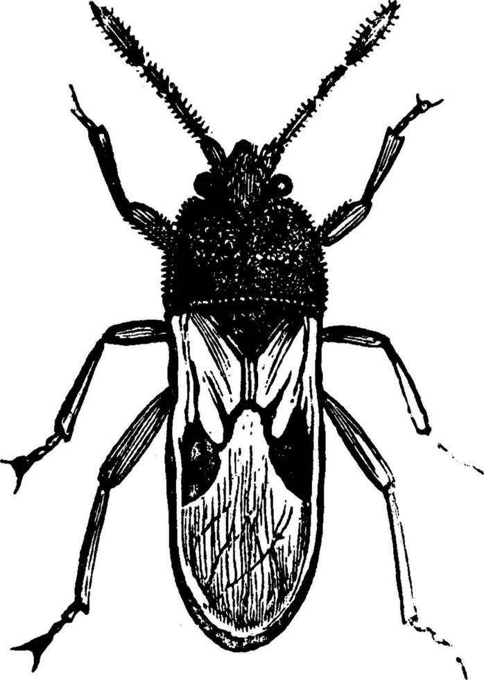 chinch insekt, årgång illustration. vektor